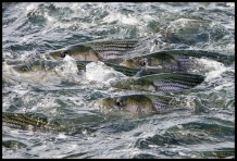 Stripers in the surface Stripers in the surface