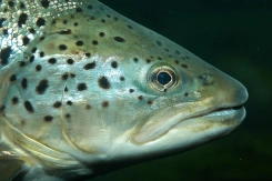 A searun brown trout A searun brown trout