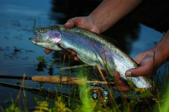 A rainbow trout A rainbow trout