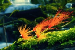 Golden Comets Golden Comets