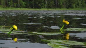 Water lilies Water lilies