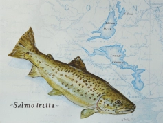 Corrib Trout Corrib Trout