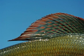 Grayling Grayling