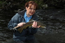 Brown trout from German river Lenne Brown trout from German river Lenne