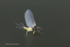 Female trico Female trico