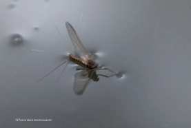 Mahogany dun Mahogany dun