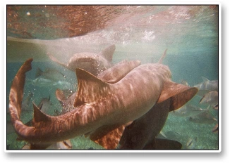 Sharks Sharks