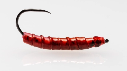 Shaded Tube Worm Shaded Tube Worm