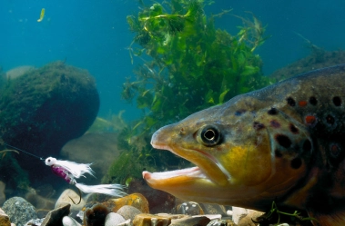 The streamer and the trout The streamer and the trout