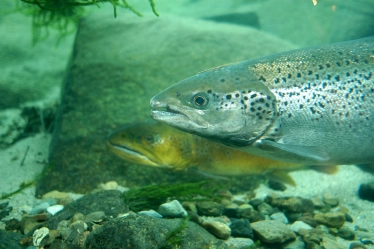 Trout in the current Trout in the current