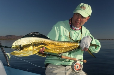 Dorado from Loreto, Mexico Dorado from Loreto, Mexico