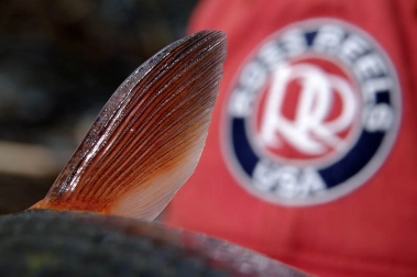 Pectoral fin Pectoral fin