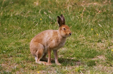 Mountain hare, summer Mountain hare, summer