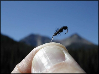 Chew that ant Chew that ant