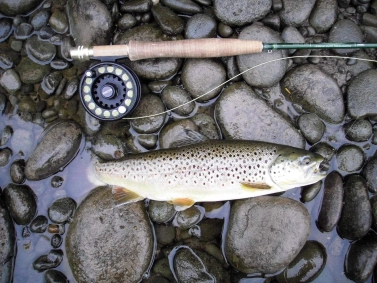 A brown trout A brown trout
