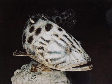 Potato bass Potato bass