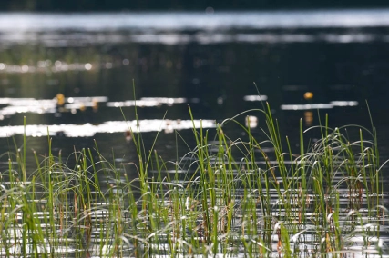 The bank zone The bank zone