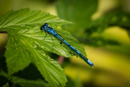 Common Blue damselfly Common Blue damselfly