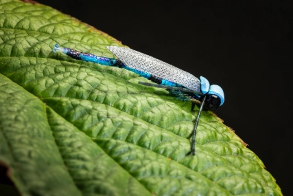 A Doomed Damsel A Doomed Damsel