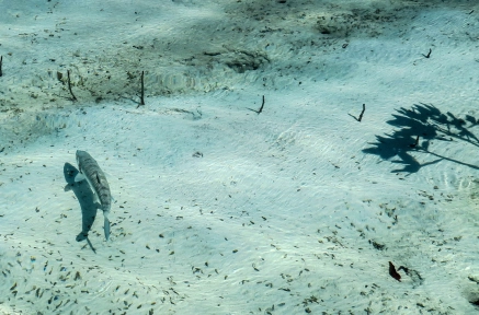 Bonefish in the mangrove Bonefish in the mangrove