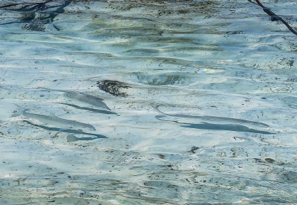 Incoming fish ... surprisingly visible Incoming fish ... surprisingly visible