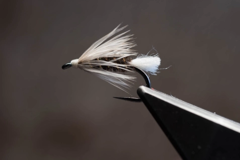 Albino Red Tag Albino Red Tag