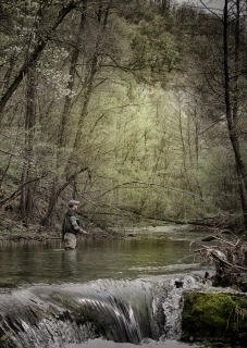Under the canopy Under the canopy