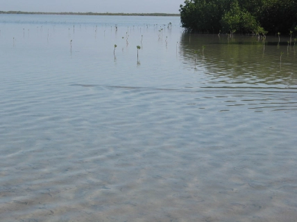 Bonefish leaving a trail in the surface Bonefish leaving a trail in the surface