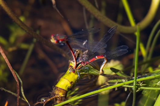 Egg laying damselflies Egg laying damselflies