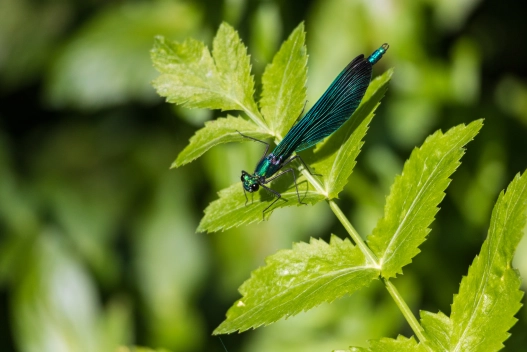 Beautiful Demoiselle damselfly Beautiful Demoiselle damselfly