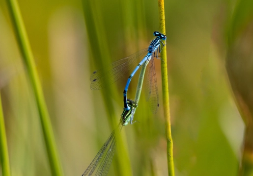 Mating damselflies Mating damselflies