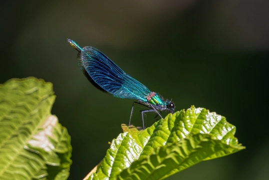 Banded Demoiselle damselfly Banded Demoiselle damselfly