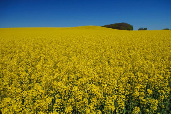 Rapseed field Rapseed field