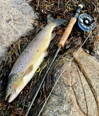 Summer trout on the Mika Summer trout on the Mika