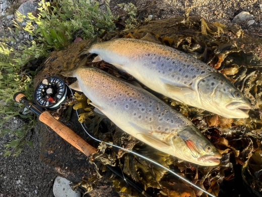 A couple of Langeland sea trout for the pan A couple of Langeland sea trout for the pan