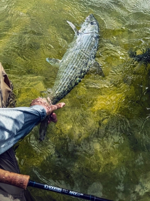 A bone from a Cuban lagoon A bone from a Cuban lagoon