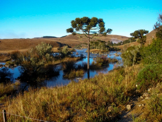 Brazilian trout stream Brazilian trout stream