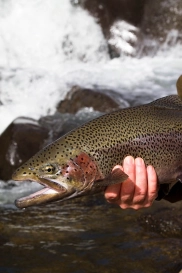 Argentinean rainbow Argentinean rainbow