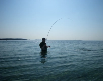 Sunshine fish Sunshine fish