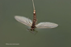 Female mahogany dun Female mahogany dun