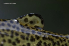 Adipose fin Adipose fin