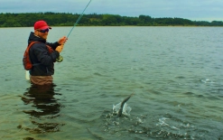 Saltwater fishing for garfish Saltwater fishing for garfish