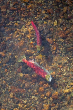 Spawning sockeye salmon Spawning sockeye salmon