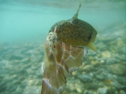 Swimming away Swimming away