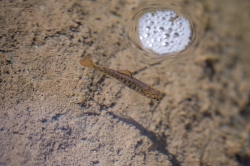 One day this will be a big fish One day this will be a big fish