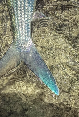 The tail that gives the speed The tail that gives the speed