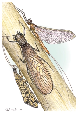 Insect details Insect details