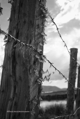 Brown drake smorgasbord Brown drake smorgasbord