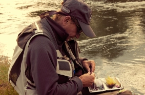 Selecting a fly Selecting a fly