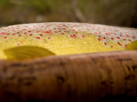Trout flank Trout flank